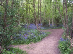 bluebell wood